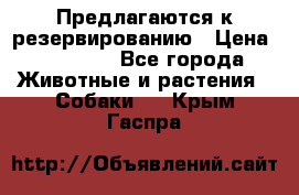 Предлагаются к резервированию › Цена ­ 16 000 - Все города Животные и растения » Собаки   . Крым,Гаспра